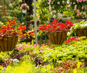 Nursery from a famer's market