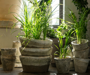 Plants from a famer's market