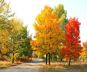 Trees from a famer's market